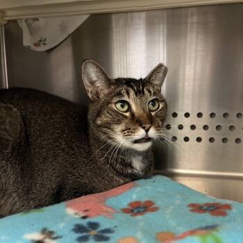 Rescue Domestic Short Hair Cats for Adoption in Lynchburg, Virginia - Mayor | PetCurious