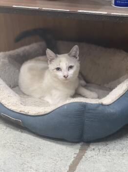 Lottie -  Siamese Cat for Adoption in Madisonville, Texas - Lottie | PetCurious