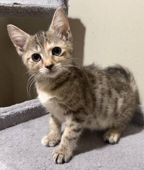Rescue Domestic Short Hair Cats for Adoption in East Hanover, New Jersey - Sierra | PetCurious