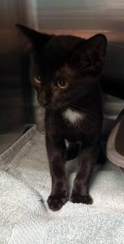 Jonesy -  Domestic Short Hair Cat for Adoption in Burgaw, North Carolina - Jonesy | PetCurious
