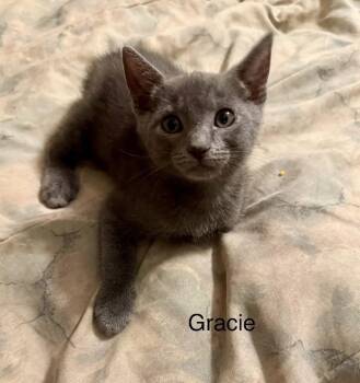 Domestic Short Hair Cats Available for Adoption in Safety Harbor, Florida - Gracie | PetCurious