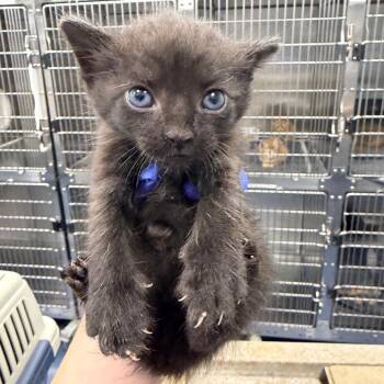 Clint -  Domestic Short Hair Cat for Adoption in Greensboro, North Carolina - Clint | PetCurious