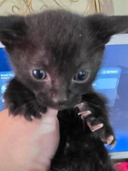 BEARCLAW -  Domestic Short Hair Cat for Adoption in Palmetto, Florida - BEARCLAW | PetCurious