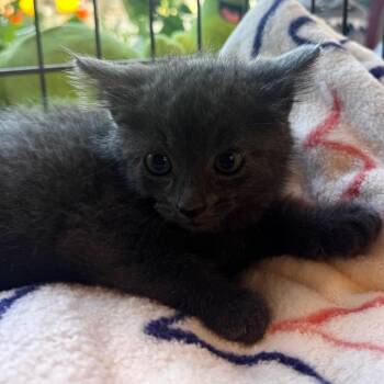 Fluffernutter -  Domestic Medium Hair Cat for Adoption in Wheeling, Illinois - Fluffernutter | PetCurious