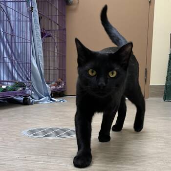 Jerome -  Domestic Short Hair Cat for Adoption in Bedford, New Hampshire - Jerome | PetCurious
