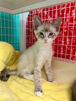 26-17 Quarry -  Domestic Short Hair Cat for Adoption in St. Helens, Oregon - 26-17 Quarry | PetCurious