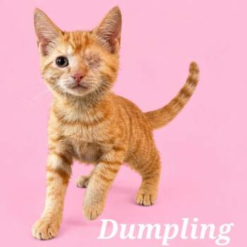 Dumpling (Courtesy Post) -  Domestic Short Hair Cat for Adoption in Rutherfordton, North Carolina - Dumpling (Courtesy Post) | PetCurious