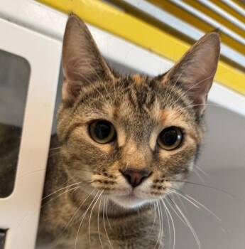 Fifi -  Domestic Short Hair Cat for Adoption in Golden, Colorado - Fifi | PetCurious