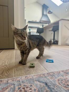 Miss Kensington -  Domestic Long Hair and Tabby Cat for Adoption in Dallas, Texas - Miss Kensington | PetCurious