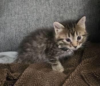 Domestic Short Hair Cats Available for Adoption in Tulsa, Oklahoma - Milan | PetCurious