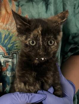 Rescue Domestic Short Hair Cats for Adoption in Raleigh, North Carolina - Sheila | PetCurious