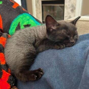 Domestic Short Hair Cats Available for Adoption in Chicago, Illinois - Sierra | PetCurious