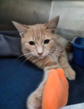 OCTOBER -  Domestic Short Hair Cat for Adoption in Delson, Quebec - OCTOBER | PetCurious