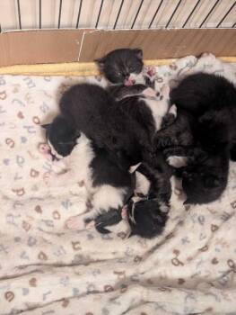 Domestic Short Hair Cats Available for Adoption - Cream Puff | PetCurious