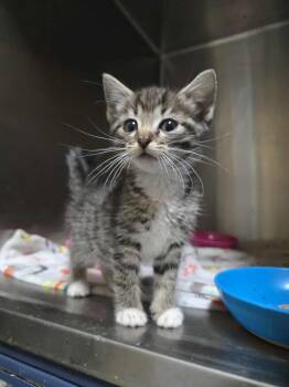 Rescue Domestic Short Hair Cats for Adoption in Tulsa, Oklahoma - Sparkle | PetCurious