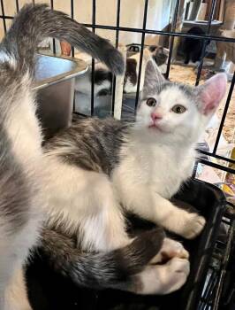 Diva and Dolce -  Domestic Short Hair Cat for Adoption in Cromwell, Kentucky - Diva And Dolce | PetCurious
