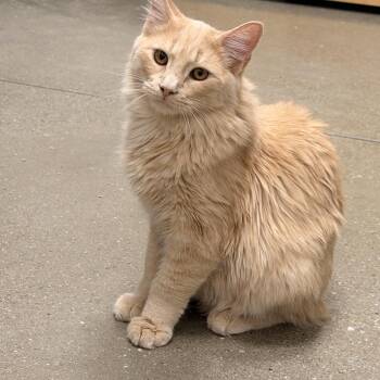 Alamo INDOOR ONLY -  Domestic Medium Hair Cat for Adoption in Stockton, California - Alamo INDOOR ONLY | PetCurious