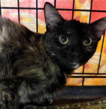 Lila Deville -  Tortoiseshell Cat for Adoption in Chandler, Arizona - Lila Deville | PetCurious