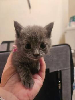 Rescue Domestic Short Hair Cats for Adoption in Columbia, South Carolina - Spark | PetCurious