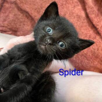 Domestic Medium Hair Cats Available for Adoption - Spider (Spiderman) | PetCurious