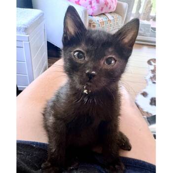 OCD 17 -  Domestic Short Hair Cat for Adoption in Austin, Texas - OCD 17 | PetCurious