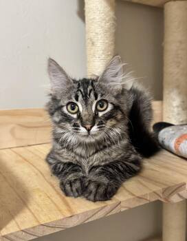 Bobby -  Domestic Long Hair Cat for Adoption in Riverside, California - Bobby | PetCurious