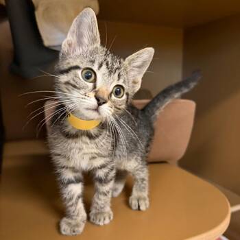 Huey -  Domestic Short Hair Cat for Adoption in Middlebury, Vermont - Huey | PetCurious