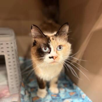 Carmen Sandiego -  Domestic Long Hair Cat for Adoption in Spokane, Washington - Carmen Sandiego | PetCurious