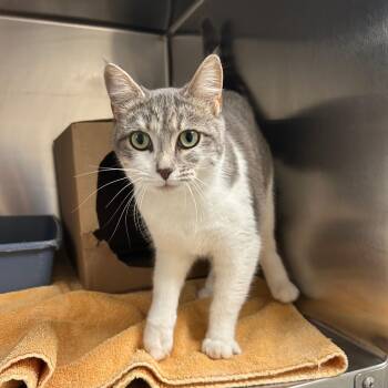 Cinder -  Domestic Short Hair Cat for Adoption in Lindon, Utah - Cinder | PetCurious