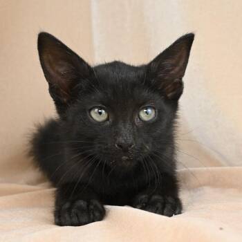 Domestic Short Hair Cats Available for Adoption - Loki | PetCurious