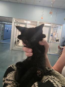 LUCIFER -  Domestic Short Hair Cat for Adoption in Dallas, Texas - LUCIFER | PetCurious