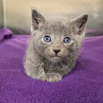 Reba -  Domestic Short Hair Cat for Adoption in Newport, Tennessee - Reba | PetCurious