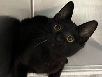 MUFFIN -  Domestic Short Hair Cat for Adoption in Palo Alto, California - MUFFIN | PetCurious