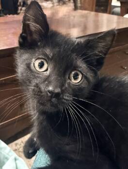 Ninja -  Domestic Short Hair Cat for Adoption in Gaithersburg, Maryland - Ninja | PetCurious