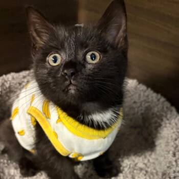 Domestic Short Hair Cats Available for Adoption in Buffalo, New York - Dahli | PetCurious