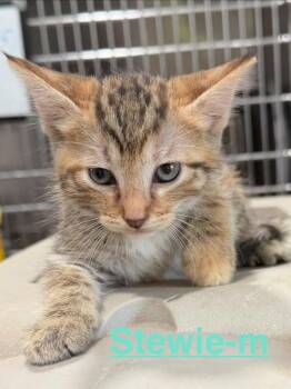 Stewie 26 -  Tabby and Domestic Short Hair Cat for Adoption in Brookhaven, Mississippi - Stewie 26 | PetCurious