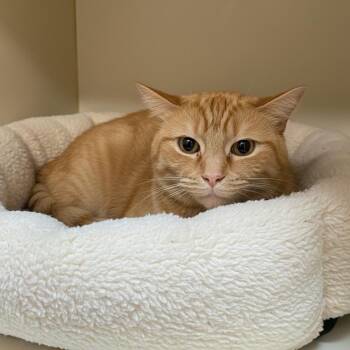 Domestic Short Hair Cats Available for Adoption in Elyria, Ohio - Bailey | PetCurious