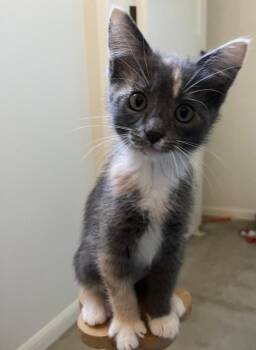 Ivy -  Domestic Short Hair Cat for Adoption in Oceanside, California - Ivy | PetCurious