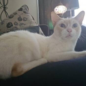 Baby -  Domestic Medium Hair Cat for Adoption in Gaithersburg, Maryland - Baby | PetCurious