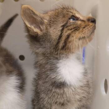 Beetle 2861 -  Domestic Short Hair Cat for Adoption in Hamilton, Georgia - Beetle 2861 | PetCurious