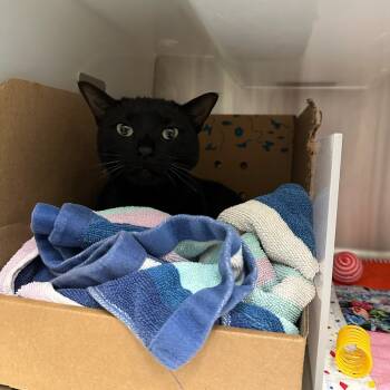 Rescue Domestic Short Hair Cats for Adoption in Goleta, California - Cosmo | PetCurious