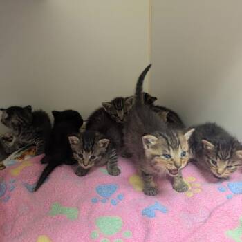 GCARCKitten8 -  Domestic Short Hair Cat for Adoption in Webster, Texas - GCARCKitten8 | PetCurious