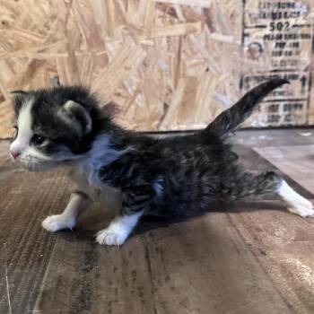 Midge -  Domestic Short Hair Cat for Adoption in Mount Vernon, Indiana - Midge | PetCurious