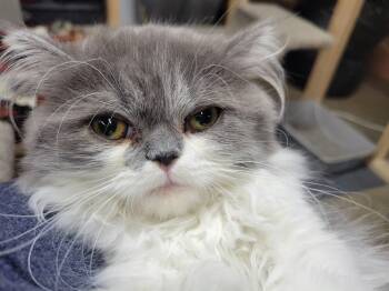 Purrtricia -  Persian Cat for Adoption in Faribault, Minnesota - Purrtricia | PetCurious