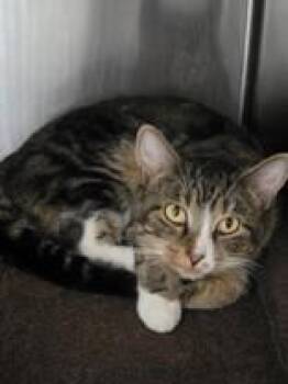 Tape -  Domestic Short Hair Cat for Adoption in Lake Tapwingo, Missouri - Tape | PetCurious