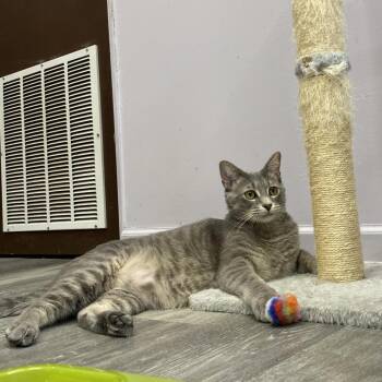 Tyrone -  Domestic Short Hair Cat for Adoption in Union, Missouri - Tyrone | PetCurious