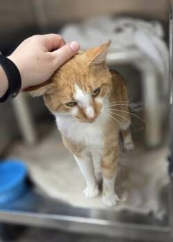 Thompson -  Domestic Short Hair Cat for Adoption in Westland, Michigan - Thompson | PetCurious