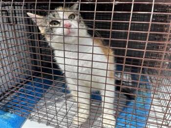 A662141 -  Domestic Short Hair Cat for Adoption in Houston, Texas - A662141 | PetCurious