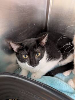 Rescue Domestic Short Hair Cats for Adoption in Leander, Texas - Vienna | PetCurious