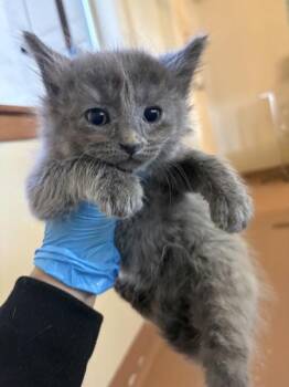 Domestic Long Hair Cats Available for Adoption in Kennewick, Washington - Pink | PetCurious